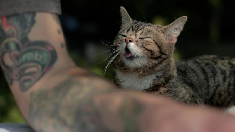 Illustration for article titled A Year in Lil Bub or Why We Love This Cat's Tiny Weird Face